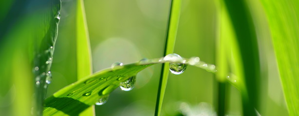 Water drops on the leaves after the rain