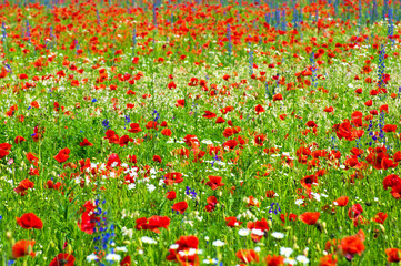 meadow with wild poppies