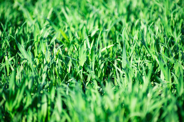 Green lawn