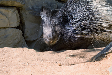 Porcupine with prickle