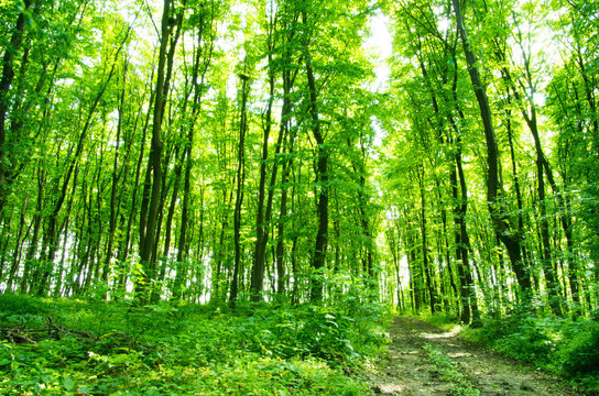 Fototapeta Subtropical forest