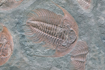 Naklejka premium Fossil of trilobite - detail view