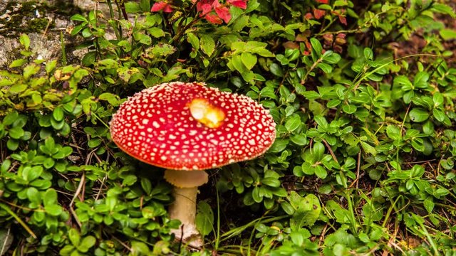 Vibrant, red mushroom in the forest. Sweeping time lapse.