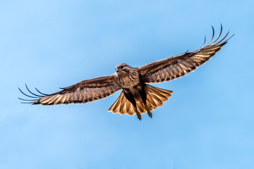 the Upland Buzzard