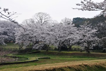 風土記の丘の桜