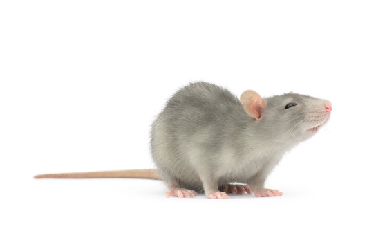 rat isolated on white