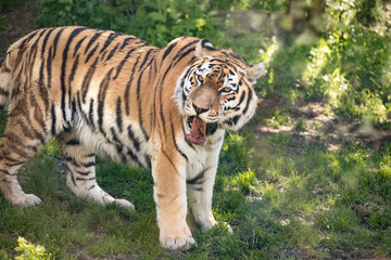 Portrait of a Siberian tiger