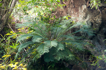 Cycads is a palmlike plant of tropical and subtropical regions, in forest of Thailand