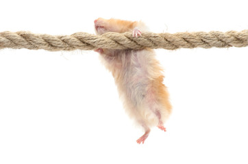 hamster isolated on a white