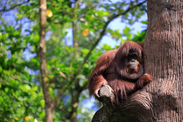 An old ape hanging on a tree in the botanic garden