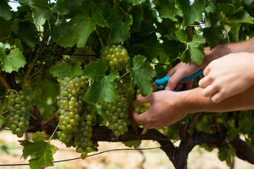 Naklejka na ściany i meble Hands of couple using pruning shears at vineyard
