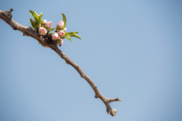 Almond flower trees at spring