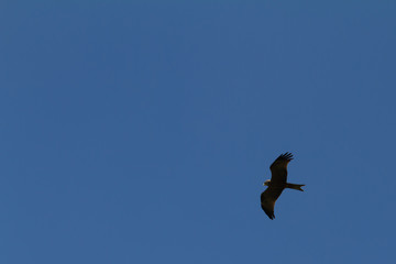 Eagle against sky