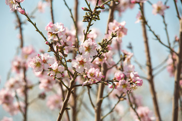 Almond flower trees at spring