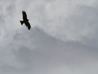Eagle against sky