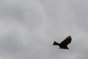 Eagle against sky