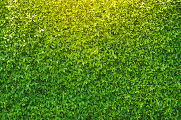 Green Leaves background, Freshness of green background.