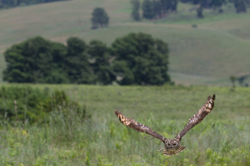 Owl, Drakensberg South Africa