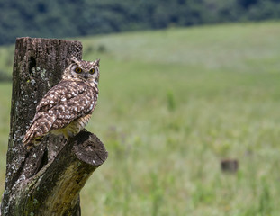 Owl, Drakensberg South Africa