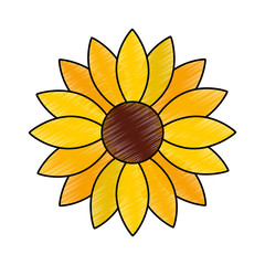 cute sunflower decorative icon vector illustration design