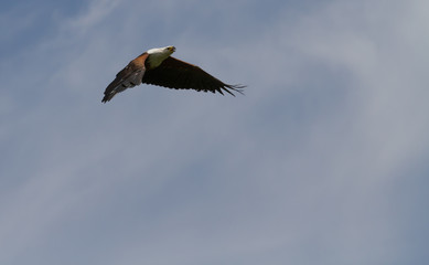 Fish Eagle in flight - Drakensberg South Africa