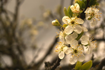 beautiful plum blossom in spring focus