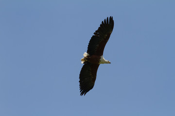 Fish Eagle in flight - Drakensberg South Africa