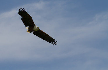 Fish Eagle in flight - Drakensberg South Africa