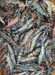 Fresh raw tiger shrimp in fishing net after harvesting from pond