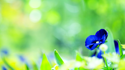 Spring image