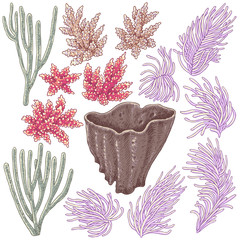 Obraz premium Colored Corals Set
