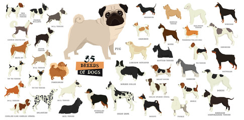 Breeds of dogs Isolated objects