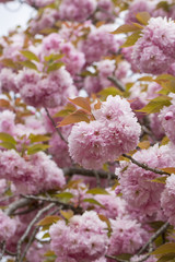 Pink cherry trees