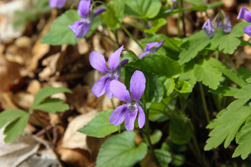fresh springtime plants