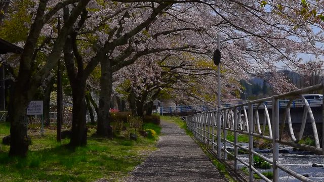 04/25/2017 Snowstorm of Cherry Blossoms from "Katsuragawa"River Park in Fujiyoshida City