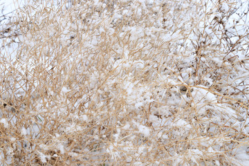 Winter Landscape