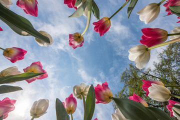 Tulipani rosa e bianchi