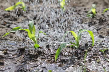 Watering the sprouts of corn. Natural organic vegetables grow in the garden