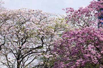 Pink trumpet tree
