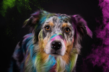 australian shepherd im studio mit holi pulver