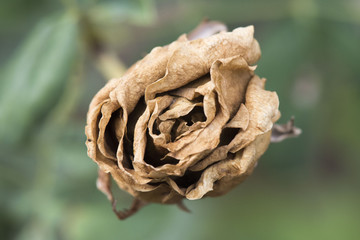 rose dry