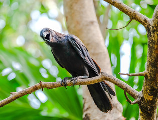 Crows on branch looking fat camera © meaningphoto