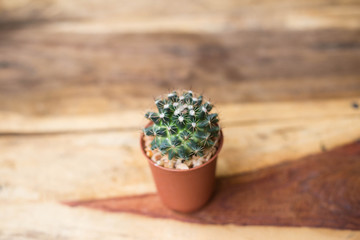 Cactus