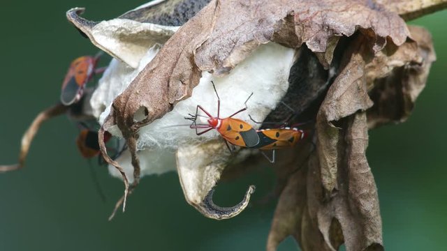cotton stainers are mating on the dried flower
