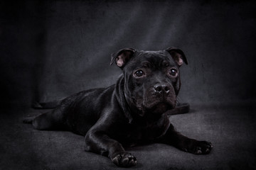 Black puppy Staffordshire bull Terrier on a black background.