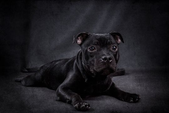 Black Puppy Staffordshire Bull Terrier On A Black Background.