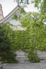 green wall