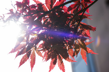 Chinese Maple