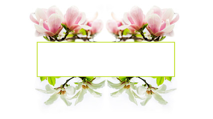 blossoming magnolia flower frame