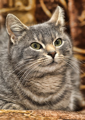 Cute gray striped cat